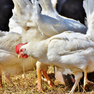 curiosidades sobre o frango