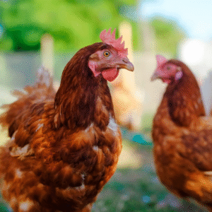 curiosidades sobre o frango